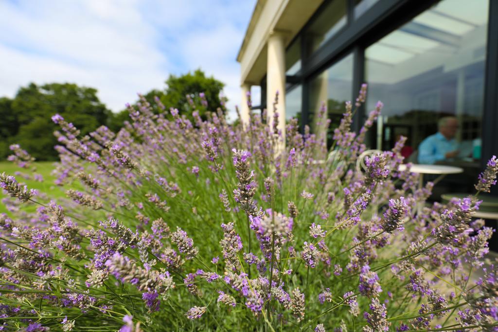 Hotel Du Vin Cannizaro House Wimbledon Londra Exterior foto